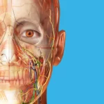 Atlas de anatomía humana 2026 APK