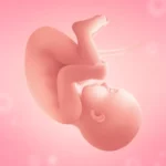 Pregnancy Tracker Mod Apk